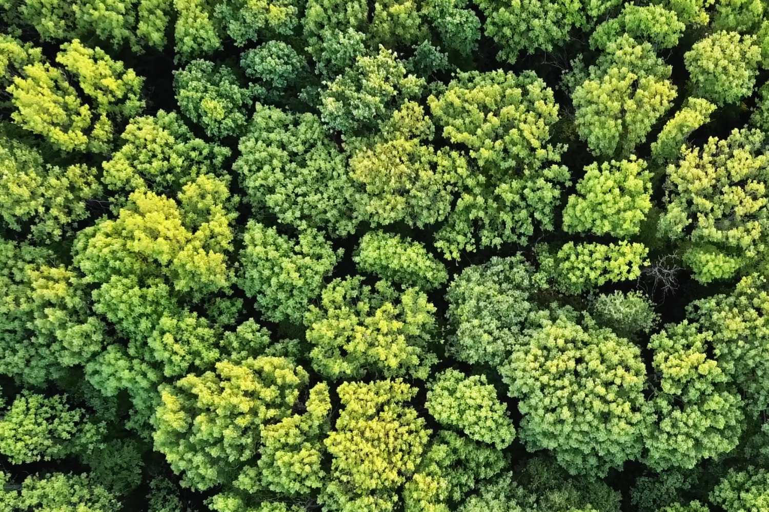 A shot of a lush green forest from above